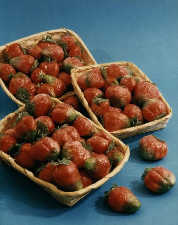 Fragole
