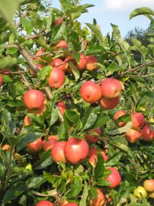 Delicious crunchy apples from Cross Lanes Fruit Farm, Mapledurham, Oxfordshire
