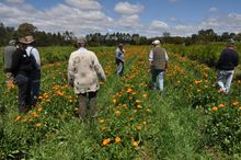 Koree Herbs Calendulas on Farm Gate Tour