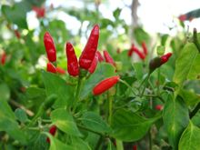 Bird's Eye Chillies growing in the Rigo District of PNG