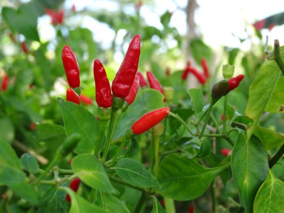 Bird's Eye Chillies growing in the Rigo District of PNG