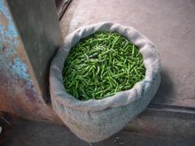 Fresh green chillies ready to dry and grind