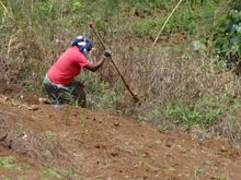 Harvesting Sogeri Ginger in PNG