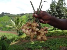 Freshly harvested wild Sogeri Ginger rhizomes