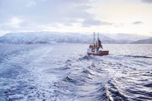 Skrei Fishing in Northern Norway