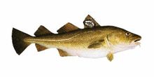 Skrei Product Shot