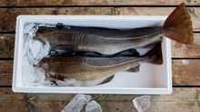 Quality Labelled MSC Skrei