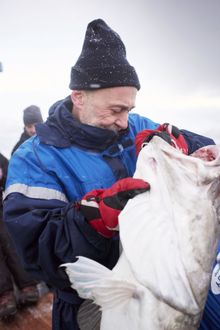 Michel and his catch of the Skrei