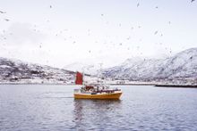 Skrei Day Boat