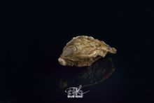David Herve Oyster 2