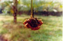 Freshly lifted turmeric rhizome
