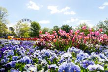 Floriade has partnered with Pialligo Estate. 