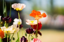Floriade has partnered with Pialligo Estate. 