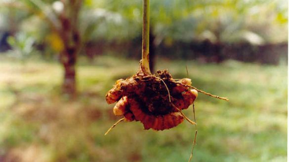 Freshly lifted turmeric rhizome Freshly lifted turmeric rhizome